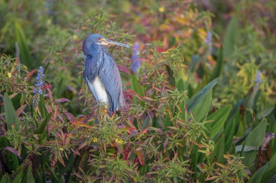 <i class='fa fa-user'></i>&nbsp;Hans Overduin&nbsp;|   Witbuikreiger&nbsp; <i class='fa fa-eye'>&nbsp;371</i> &nbsp;<i class='fa fa-thumbs-up'>&nbsp;6</i> &nbsp; <i class='fa fa-comment-o'>&nbsp;8</i>
