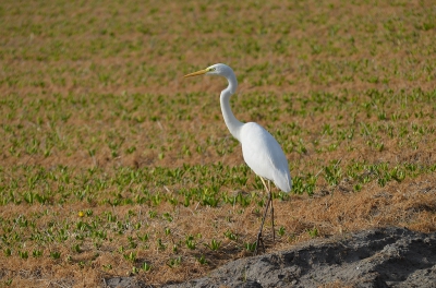 Even wat naslagwerk geraadpleegd, w.o. "het beste vogelboek" uit 1971. Beschrijving: gasten uit Zuid Europa en Afrika, grote zilverreiger deze is nauw verwant aan de kleine zilverreiger en werd in Nederland 12 maal en in Belgi 5 maal waargenomen. Dus de zilverreiger heeft een mooie opmars gemaakt.