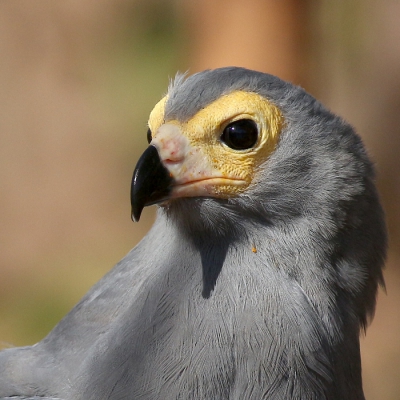 <i class='fa fa-user'></i>&nbsp;Ren�e en George&nbsp;|   Kaalkopkiekendief&nbsp; <i class='fa fa-eye'>&nbsp;333</i> &nbsp;<i class='fa fa-thumbs-up'>&nbsp;1</i> &nbsp; <i class='fa fa-comment-o'>&nbsp;5</i>