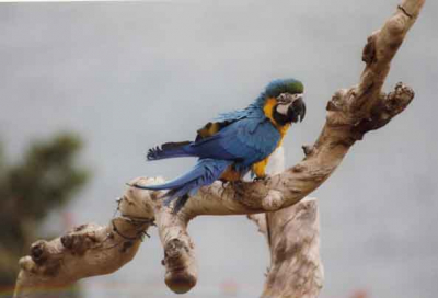 Wie kan mij helpen de vogel te identificeren