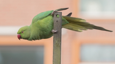 <i class='fa fa-user'></i>&nbsp;Marie-Jos� Boon&nbsp;|   Halsbandparkiet&nbsp; <i class='fa fa-eye'>&nbsp;345</i> &nbsp; <i class='fa fa-comment-o'>&nbsp;9</i>