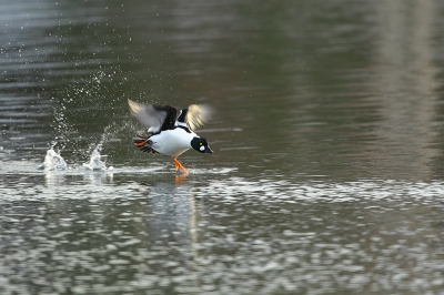 <i class='fa fa-user'></i>&nbsp;Alex Roetemeijer&nbsp;|   Brilduiker&nbsp; <i class='fa fa-eye'>&nbsp;365</i> &nbsp; <i class='fa fa-comment-o'>&nbsp;5</i>