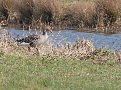 Deze gans kreeg voortdurend een stel grutto's achter hem aan, zodat hij uit armoe maar de sloot in dook