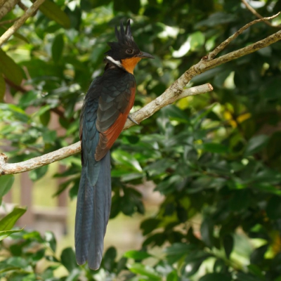 Gezien in botanische tuin in Singapore. Prachtige vogel die zich goed liet fotograferen.