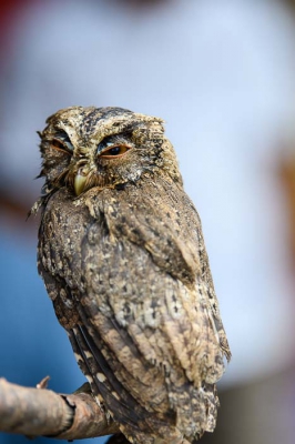 Trof deze uil aan op de vogeltjesmarkt in Malang (Java, Indonesie). Het lijkt mij een Soendadwergooruil, maar ik ben niet zeker.