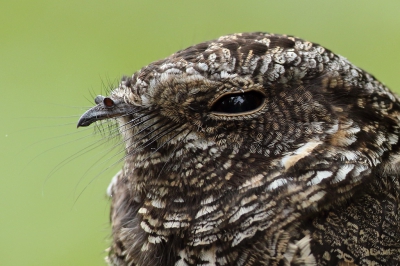 <i class='fa fa-user'></i>&nbsp;Martjan Lammertink&nbsp;|   Spiesstaartnachtzwaluw&nbsp; <i class='fa fa-eye'>&nbsp;365</i> &nbsp;<i class='fa fa-thumbs-up'>&nbsp;13</i> &nbsp; <i class='fa fa-comment-o'>&nbsp;13</i>