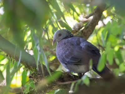 <i class='fa fa-user'></i>&nbsp;Paul van Giersbergen&nbsp;|   Nilgirihoutduif&nbsp; <i class='fa fa-eye'>&nbsp;194</i> &nbsp; <i class='fa fa-comment-o'>&nbsp;1</i>