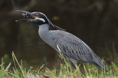 <i class='fa fa-user'></i>&nbsp;Jan Hendriks&nbsp;|   Geelkruinkwak&nbsp; <i class='fa fa-eye'>&nbsp;382</i> &nbsp; <i class='fa fa-comment-o'>&nbsp;4</i>