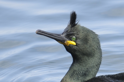 <i class='fa fa-user'></i>&nbsp;josephine&nbsp;|   Kuifaalscholver&nbsp; <i class='fa fa-eye'>&nbsp;561</i> &nbsp;<i class='fa fa-thumbs-up'>&nbsp;22</i> &nbsp; <i class='fa fa-comment-o'>&nbsp;32</i>