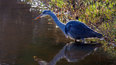 Vissende blauwe reiger in winters tegenlicht. Gewoon lopend vanuit huis, gespot in het Zweringbeekpark Enschede en voorzichtig en met wat geduld al vissend in opperste concentratie kunnen vastleggen.