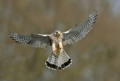 <i class='fa fa-user'></i>&nbsp;Gejo Wassink&nbsp;|   Torenvalk&nbsp; <i class='fa fa-eye'>&nbsp;590</i> &nbsp;<i class='fa fa-thumbs-up'>&nbsp;12</i> &nbsp; <i class='fa fa-comment-o'>&nbsp;24</i>