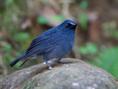 <i class='fa fa-user'></i>&nbsp;Paul van Giersbergen&nbsp;|   Witbuikkortvleugel&nbsp; <i class='fa fa-eye'>&nbsp;253</i> &nbsp; <i class='fa fa-comment-o'>&nbsp;1</i>