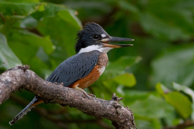 Best wel wat tijd gestoken in deze ijsvogel. Viel niet altijd mee omdat hij zich meestal in een mangrove schuilhield, waardoor er ofwel weinig licht was, ofwel te fel verscholen door bladeren en takken. Hier zat ie wel mooi vrij.