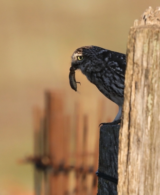 <i class='fa fa-user'></i>&nbsp;loek van de Leur&nbsp;|   Steenuil&nbsp; <i class='fa fa-eye'>&nbsp;552</i> &nbsp;<i class='fa fa-thumbs-up'>&nbsp;10</i> &nbsp; <i class='fa fa-comment-o'>&nbsp;15</i>