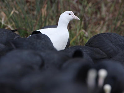 Qua kleur was deze leucistische Meerkoet d blikvanger in een grote groep grazende soortgenoten.
Het witte exemplaar liep wat aan de achterkant; toen deze vogel zich oprichtte kon letterlijk over de ruggen van de neergebogen donkere soortgenoten dit beeld gemaakt worden.