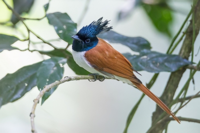 <i class='fa fa-user'></i>&nbsp;Paul van Giersbergen&nbsp;|   Indiase Paradijsmonarch&nbsp; <i class='fa fa-eye'>&nbsp;284</i> &nbsp; <i class='fa fa-comment-o'>&nbsp;3</i>