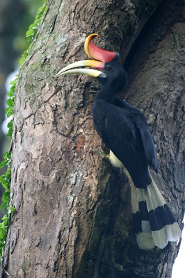 Rhinoceros Hornbill (male) is red eyes and black eyebrow

Taken by EOS 20D with EF 600 F4L at F4, 1/30, ISO 200. The image is uncropped