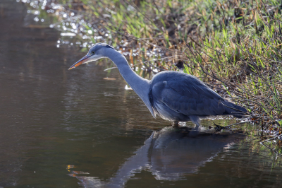 Vissende blauwe reiger in winters tegenlicht. Gewoon lopend vanuit huis, gespot in het Zweringbeekpark Enschede en voorzichtig en met wat geduld al vissend in opperste concentratie kunnen vastleggen.