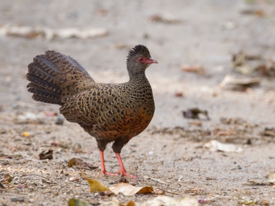 <i class='fa fa-user'></i>&nbsp;Paul van Giersbergen&nbsp;|   Rode Dwergfazant&nbsp; <i class='fa fa-eye'>&nbsp;249</i> &nbsp;<i class='fa fa-thumbs-up'>&nbsp;1</i> &nbsp; <i class='fa fa-comment-o'>&nbsp;2</i>