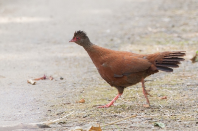 <i class='fa fa-user'></i>&nbsp;Paul van Giersbergen&nbsp;|   Rode Dwergfazant&nbsp; <i class='fa fa-eye'>&nbsp;252</i> &nbsp; <i class='fa fa-comment-o'>&nbsp;0</i>