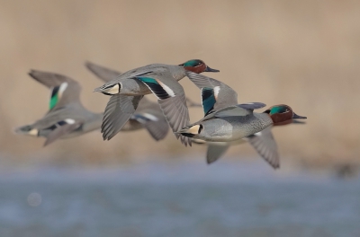 <i class='fa fa-user'></i>&nbsp;Ben Reitsma&nbsp;|   Wintertaling&nbsp; <i class='fa fa-eye'>&nbsp;505</i> &nbsp;<i class='fa fa-thumbs-up'>&nbsp;3</i> &nbsp; <i class='fa fa-comment-o'>&nbsp;8</i>