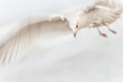 <i class='fa fa-user'></i>&nbsp;Loes Belovics&nbsp;|   Zilvermeeuw&nbsp; <i class='fa fa-eye'>&nbsp;482</i> &nbsp;<i class='fa fa-thumbs-up'>&nbsp;10</i> &nbsp; <i class='fa fa-comment-o'>&nbsp;14</i>