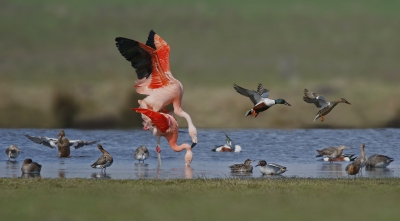 <i class='fa fa-user'></i>&nbsp;Gejo Wassink&nbsp;|   Chileense Flamingo&nbsp; <i class='fa fa-eye'>&nbsp;429</i> &nbsp;<i class='fa fa-thumbs-up'>&nbsp;4</i> &nbsp; <i class='fa fa-comment-o'>&nbsp;15</i>