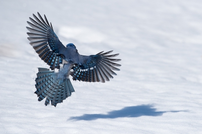 <i class='fa fa-user'></i>&nbsp;jan Luit&nbsp;|   Blauwe Gaai&nbsp; <i class='fa fa-eye'>&nbsp;374</i> &nbsp;<i class='fa fa-thumbs-up'>&nbsp;2</i> &nbsp; <i class='fa fa-comment-o'>&nbsp;10</i>