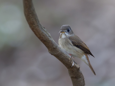 <i class='fa fa-user'></i>&nbsp;Paul van Giersbergen&nbsp;|   Bruine Vliegenvanger&nbsp; <i class='fa fa-eye'>&nbsp;265</i> &nbsp; <i class='fa fa-comment-o'>&nbsp;4</i>