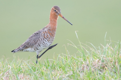 <i class='fa fa-user'></i>&nbsp;Hans Overduin&nbsp;|   Grutto&nbsp; <i class='fa fa-eye'>&nbsp;478</i> &nbsp;<i class='fa fa-thumbs-up'>&nbsp;5</i> &nbsp; <i class='fa fa-comment-o'>&nbsp;7</i>