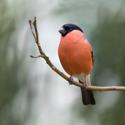 <i class='fa fa-user'></i>&nbsp;Peter Soer&nbsp;|   Goudvink&nbsp; <i class='fa fa-eye'>&nbsp;447</i> &nbsp;<i class='fa fa-thumbs-up'>&nbsp;5</i> &nbsp; <i class='fa fa-comment-o'>&nbsp;8</i>