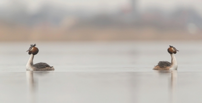 <i class='fa fa-user'></i>&nbsp;Eric van Roon&nbsp;|   Fuut&nbsp; <i class='fa fa-eye'>&nbsp;338</i> &nbsp;<i class='fa fa-thumbs-up'>&nbsp;1</i> &nbsp; <i class='fa fa-comment-o'>&nbsp;8</i>