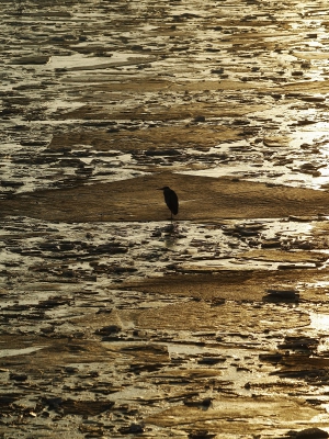 <i class='fa fa-user'></i>&nbsp;Fons Hoiting&nbsp;|   Blauwe Reiger&nbsp; <i class='fa fa-eye'>&nbsp;392</i> &nbsp;<i class='fa fa-thumbs-up'>&nbsp;10</i> &nbsp; <i class='fa fa-comment-o'>&nbsp;14</i>