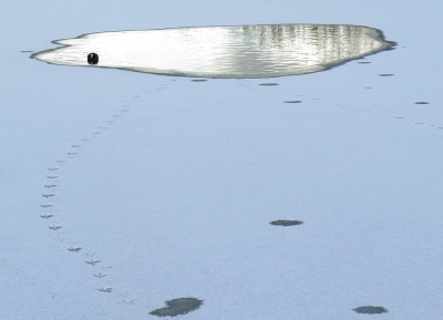 <i class='fa fa-user'></i>&nbsp;sieb&nbsp;|   Meerkoet&nbsp; <i class='fa fa-eye'>&nbsp;781</i> &nbsp;<i class='fa fa-thumbs-up'>&nbsp;23</i> &nbsp; <i class='fa fa-comment-o'>&nbsp;24</i>