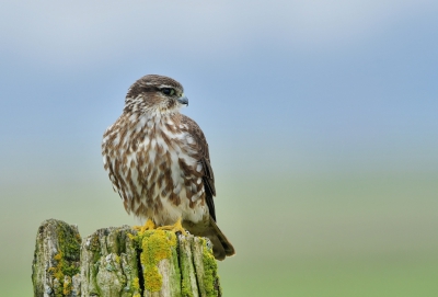 <i class='fa fa-user'></i>&nbsp;Ruud Scherpenisse&nbsp;|   Smelleken&nbsp; <i class='fa fa-eye'>&nbsp;585</i> &nbsp;<i class='fa fa-thumbs-up'>&nbsp;20</i> &nbsp; <i class='fa fa-comment-o'>&nbsp;19</i>