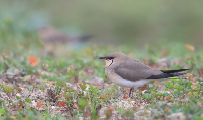 <i class='fa fa-user'></i>&nbsp;Eug�ne van de Leur&nbsp;|   Vorkstaartplevier&nbsp; <i class='fa fa-eye'>&nbsp;328</i> &nbsp; <i class='fa fa-comment-o'>&nbsp;3</i>