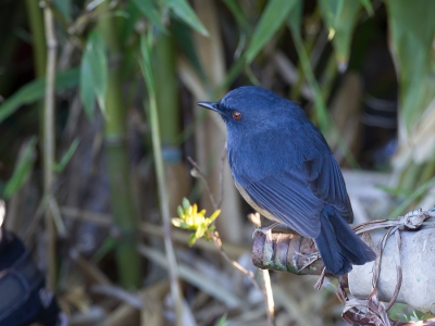 <i class='fa fa-user'></i>&nbsp;Paul van Giersbergen&nbsp;|   Nilgirikortvleugel&nbsp; <i class='fa fa-eye'>&nbsp;248</i> &nbsp; <i class='fa fa-comment-o'>&nbsp;1</i>