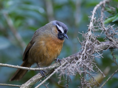 <i class='fa fa-user'></i>&nbsp;Paul van Giersbergen&nbsp;|   Nilgirilijstergaai&nbsp; <i class='fa fa-eye'>&nbsp;280</i> &nbsp; <i class='fa fa-comment-o'>&nbsp;1</i>