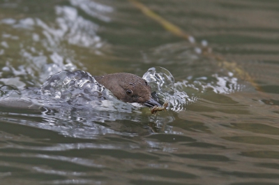 <i class='fa fa-user'></i>&nbsp;Gejo Wassink&nbsp;|   Waterspreeuw&nbsp; <i class='fa fa-eye'>&nbsp;473</i> &nbsp;<i class='fa fa-thumbs-up'>&nbsp;6</i> &nbsp; <i class='fa fa-comment-o'>&nbsp;16</i>