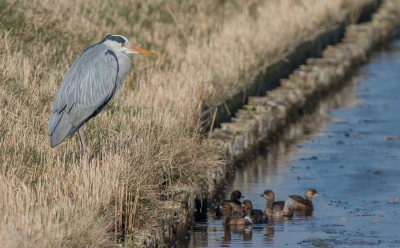 <i class='fa fa-user'></i>&nbsp;pietwil&nbsp;|   Blauwe Reiger&nbsp; <i class='fa fa-eye'>&nbsp;384</i> &nbsp; <i class='fa fa-comment-o'>&nbsp;5</i>