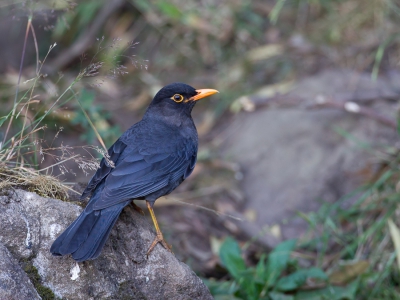 <i class='fa fa-user'></i>&nbsp;Paul van Giersbergen&nbsp;|   Indische Merel&nbsp; <i class='fa fa-eye'>&nbsp;291</i> &nbsp; <i class='fa fa-comment-o'>&nbsp;2</i>