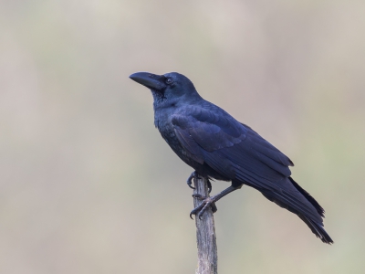 <i class='fa fa-user'></i>&nbsp;Paul van Giersbergen&nbsp;|   Indiase Junglekraai&nbsp; <i class='fa fa-eye'>&nbsp;282</i> &nbsp; <i class='fa fa-comment-o'>&nbsp;1</i>