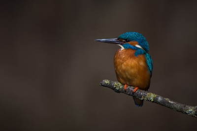 Deze IJsvogel zat net op de juiste plaats toen de zon er even doorkwam.