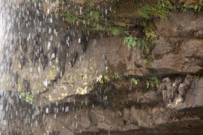 <i class='fa fa-user'></i>&nbsp;Martjan Lammertink&nbsp;|   Roetgierzwaluw&nbsp; <i class='fa fa-eye'>&nbsp;402</i> &nbsp;<i class='fa fa-thumbs-up'>&nbsp;9</i> &nbsp; <i class='fa fa-comment-o'>&nbsp;10</i>