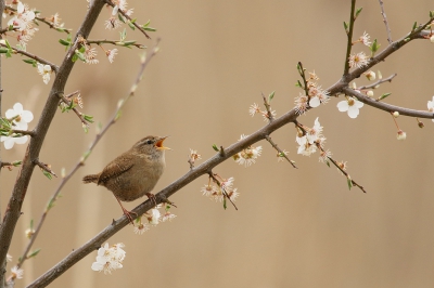 <i class='fa fa-user'></i>&nbsp;Rob Belterman&nbsp;|   Winterkoning&nbsp; <i class='fa fa-eye'>&nbsp;339</i> &nbsp;<i class='fa fa-thumbs-up'>&nbsp;5</i> &nbsp; <i class='fa fa-comment-o'>&nbsp;7</i>