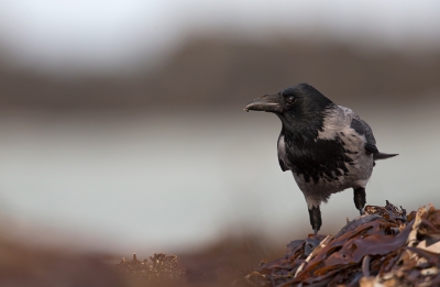 <i class='fa fa-user'></i>&nbsp;Bouke Atema&nbsp;|   Hybride Bonte Kraai x Zwarte Kraai&nbsp; <i class='fa fa-eye'>&nbsp;305</i> &nbsp; <i class='fa fa-comment-o'>&nbsp;2</i>