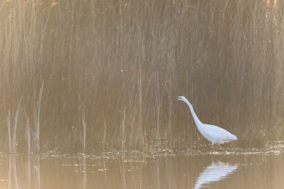Vanavond na onweersbui rond 1900 uur er nog op uitgetrokken. En inderdaad er ontstond damp boven water. Ik heb gewacht tot de Reiger in het tegenlicht stond, waardoor de damp beter zichtbaar werd.