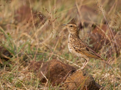 <i class='fa fa-user'></i>&nbsp;Paul van Giersbergen&nbsp;|   Malabarkuifleeuwerik&nbsp; <i class='fa fa-eye'>&nbsp;333</i> &nbsp; <i class='fa fa-comment-o'>&nbsp;0</i>