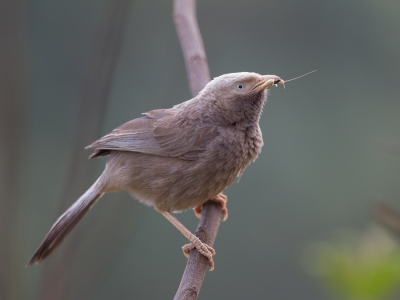 <i class='fa fa-user'></i>&nbsp;Paul van Giersbergen&nbsp;|   Geelsnavelbabbelaar&nbsp; <i class='fa fa-eye'>&nbsp;342</i> &nbsp;<i class='fa fa-thumbs-up'>&nbsp;1</i> &nbsp; <i class='fa fa-comment-o'>&nbsp;3</i>