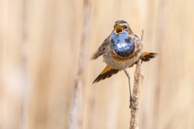 Gistermiddag ben ik weer naar mijn blauwborst stekkie gegaan. Eergisteren liet de blauwborst zich niet zien, maar gisteren met tussenpozen liet die zich goed zien en fotograferen. 

Mijn vorige upload was een less is more foto, dit is een meer klassiekere foto, maar ook hier kan ik van genieten. Vooral de beleving is top als die zo dichtbij voluit gaat zingen.